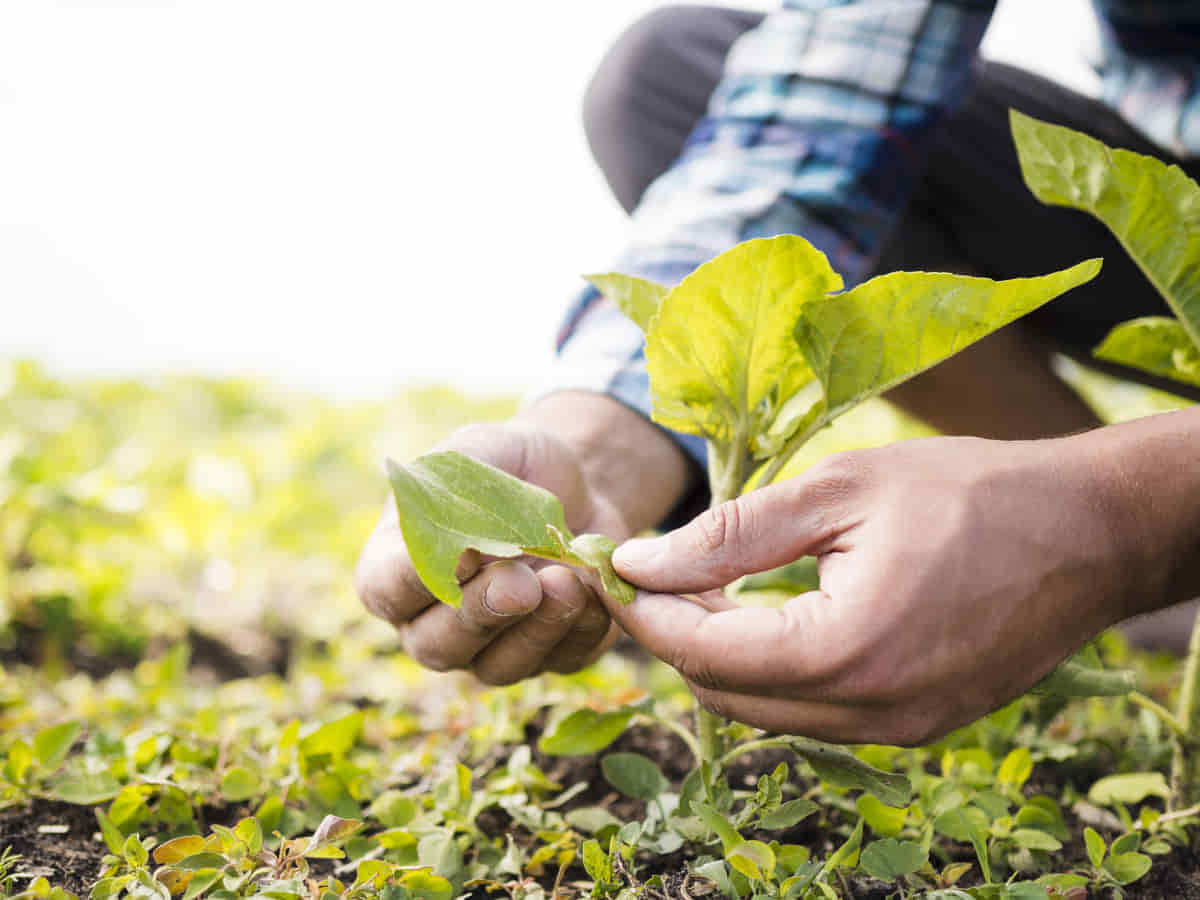tipos de agricultura