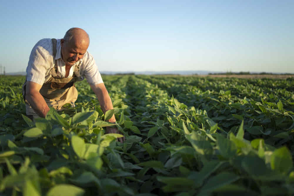 ¿Cuáles son los principales tipos de agricultura?